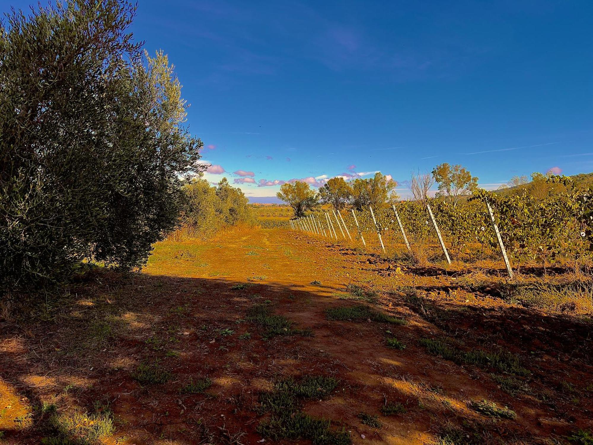 Carpine Agriturismo Bio In Maremma Alberese Extérieur photo
