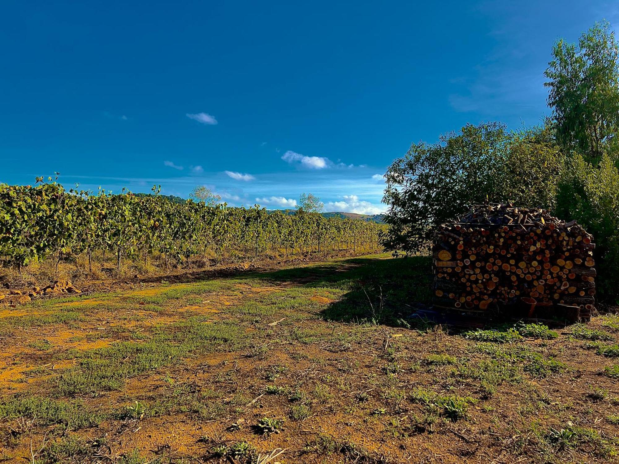 Carpine Agriturismo Bio In Maremma Alberese Extérieur photo