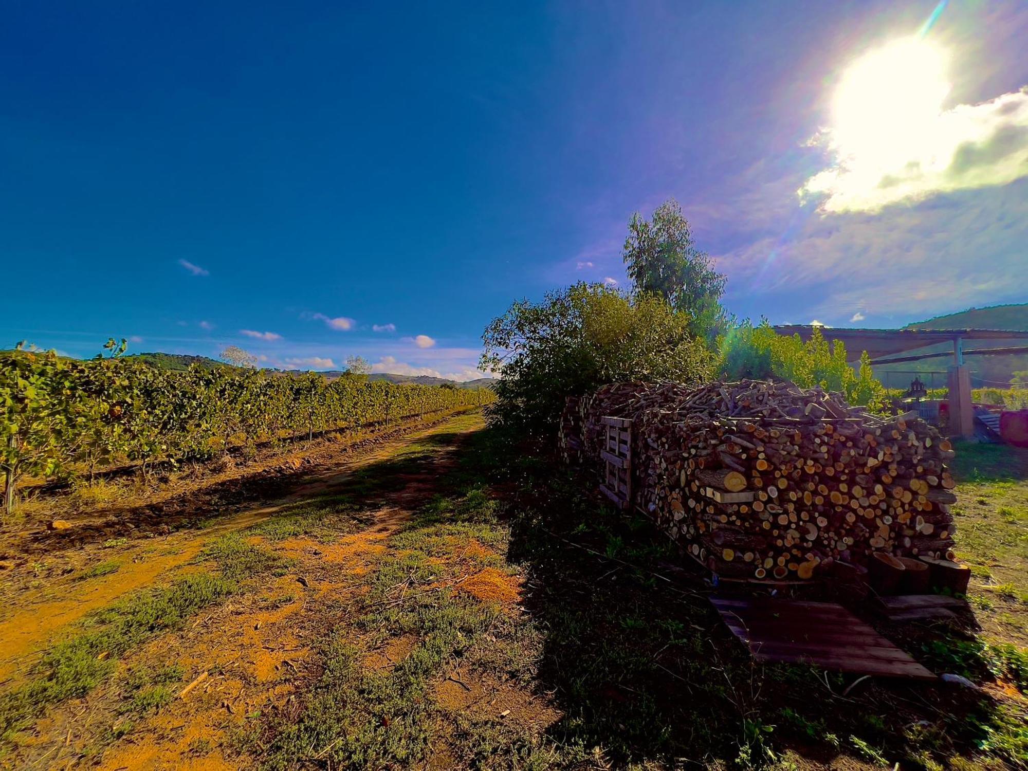 Carpine Agriturismo Bio In Maremma Alberese Extérieur photo